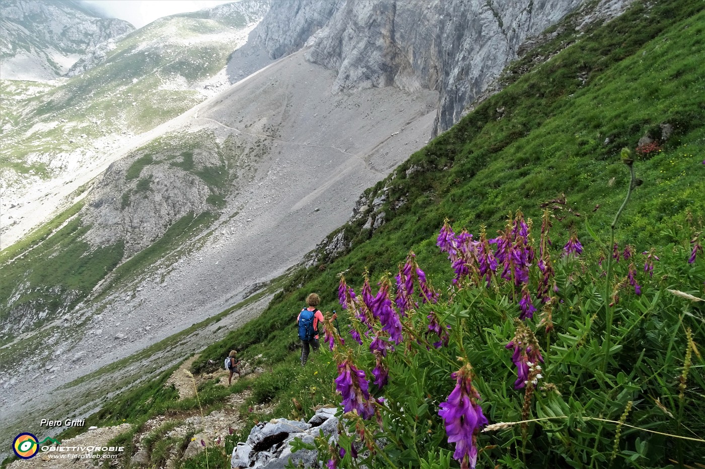 30 Sulla Alpina (Hedysarum hedysaroides).JPG